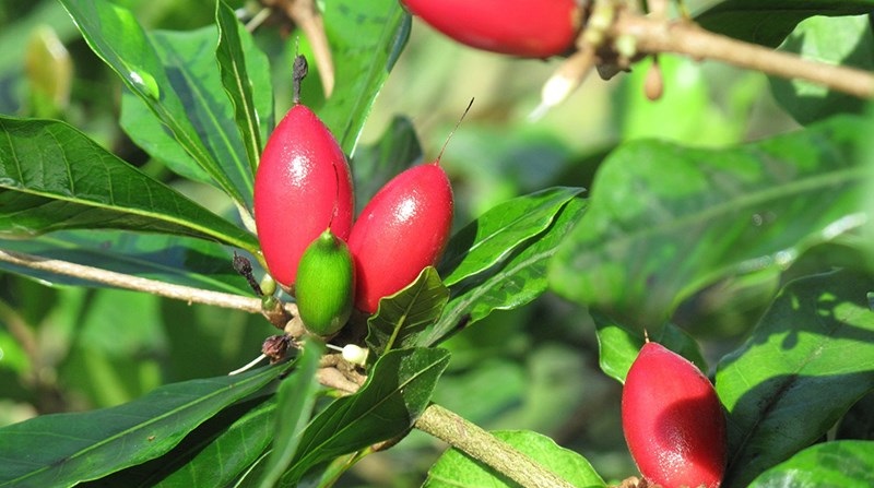 8 hạt cây thần kỳ