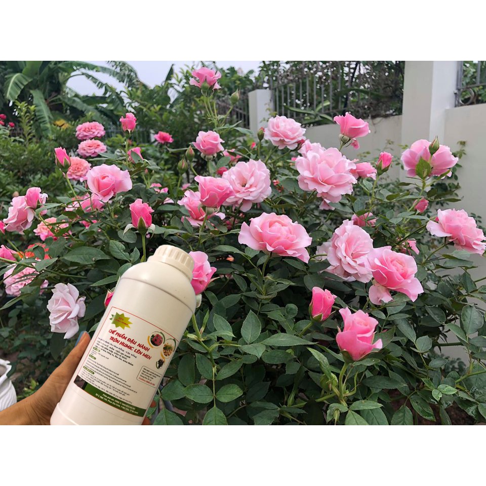 Chế phẩm đậu tương ủ Humic, chuối, trứng lên men (chai 1 lít)