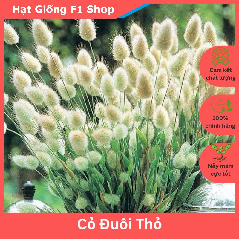 Hạt Giống Cỏ Đuôi Thỏ (100H) (086.F1)