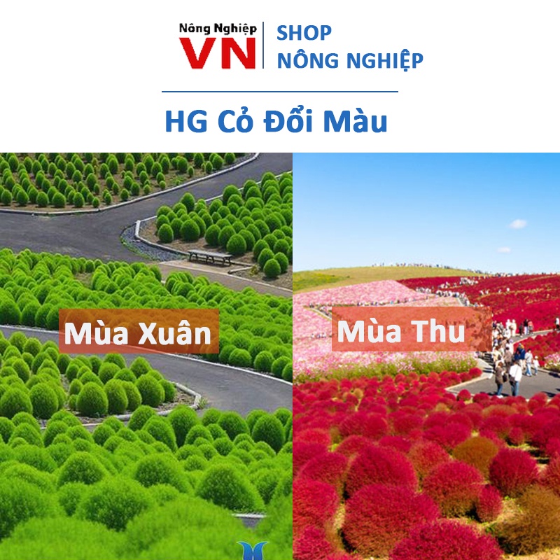 Hạt giống cỏ đổi màu theo mùa gói 100 hạt