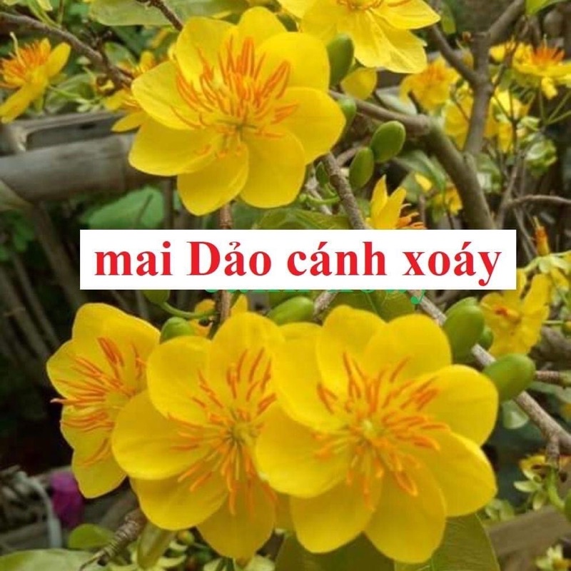 Cây hoa mai dảo cánh xoáy hoa kép
