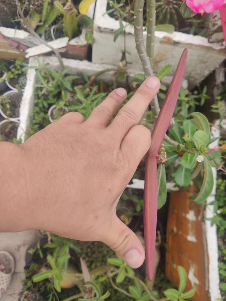 [HCM]Hạt sứ lai 05 hạt/gói (somalen acada kép boukld)