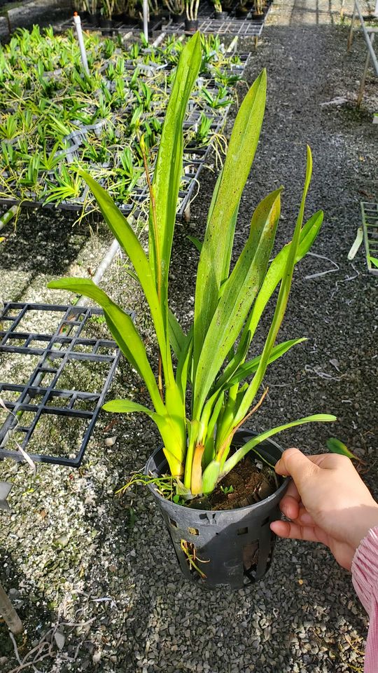 Hoa lan vũ nữ Nhện Vàng- chậu trưởng thành