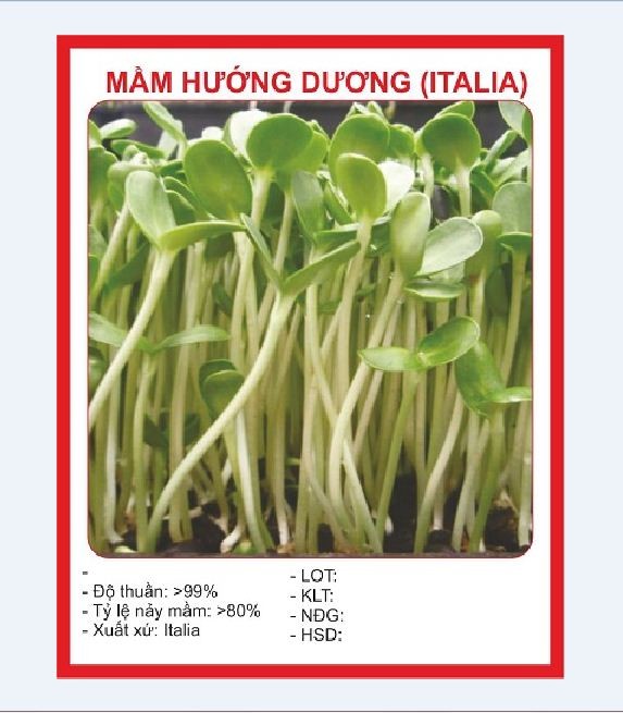 Hạt giống mầm hướng dương - gói 50g