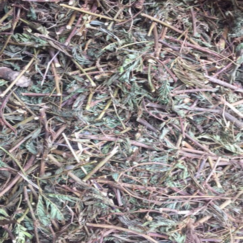 Cây xấu hổ ( mắc cỡ ) khô gói 1kg