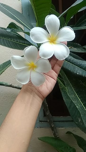 Sứ Đại....hoa trắng