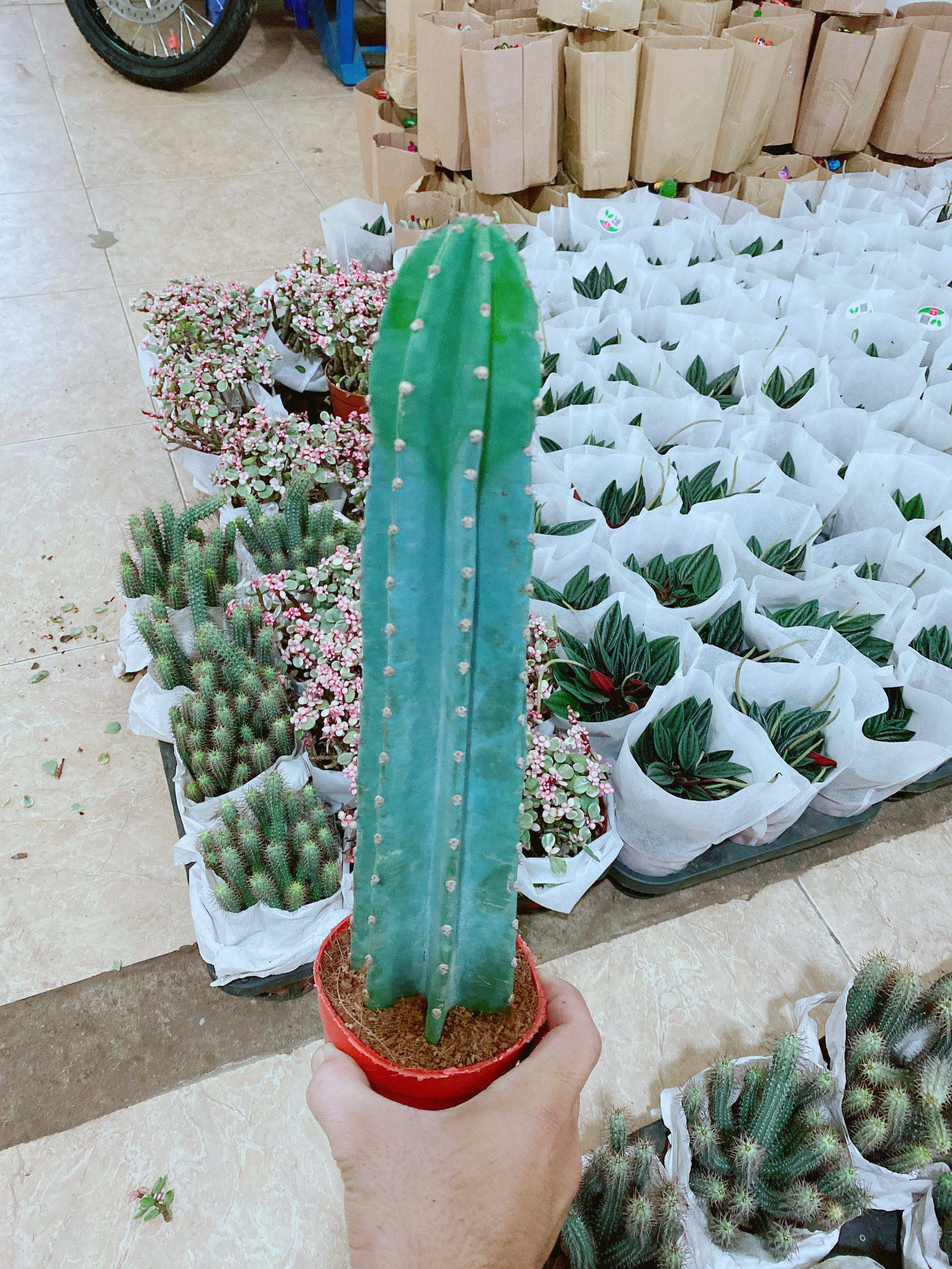 Xương Rồng Trụ Loại Lớn