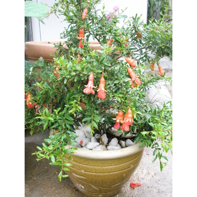 275A Hạt Giống Lựu Đỏ Lùn (10 Hạt)