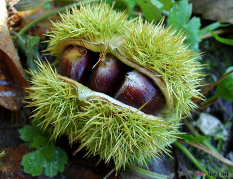 CÂY GIỐNG HẠT DẺ ĐEN TRÙNG KHÁNH