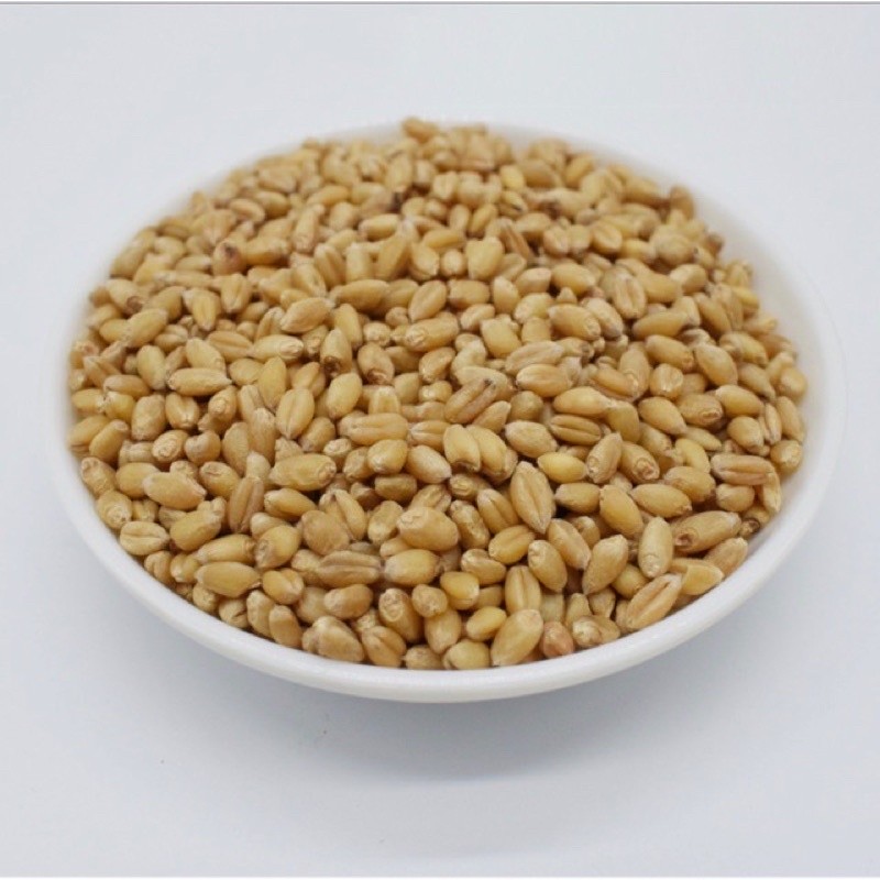 Hạt giống cỏ lúa mạch gói 200g - chất lượng tốt, năng xuất cao