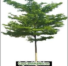 Cây giống bàng Đài Loan + Tặng 2 Cây Quế Giống