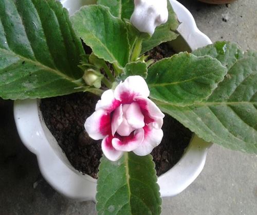 "Gói 5 Hạt " Hạt Giống Hoa Tử Lan Lan Mix Màu
