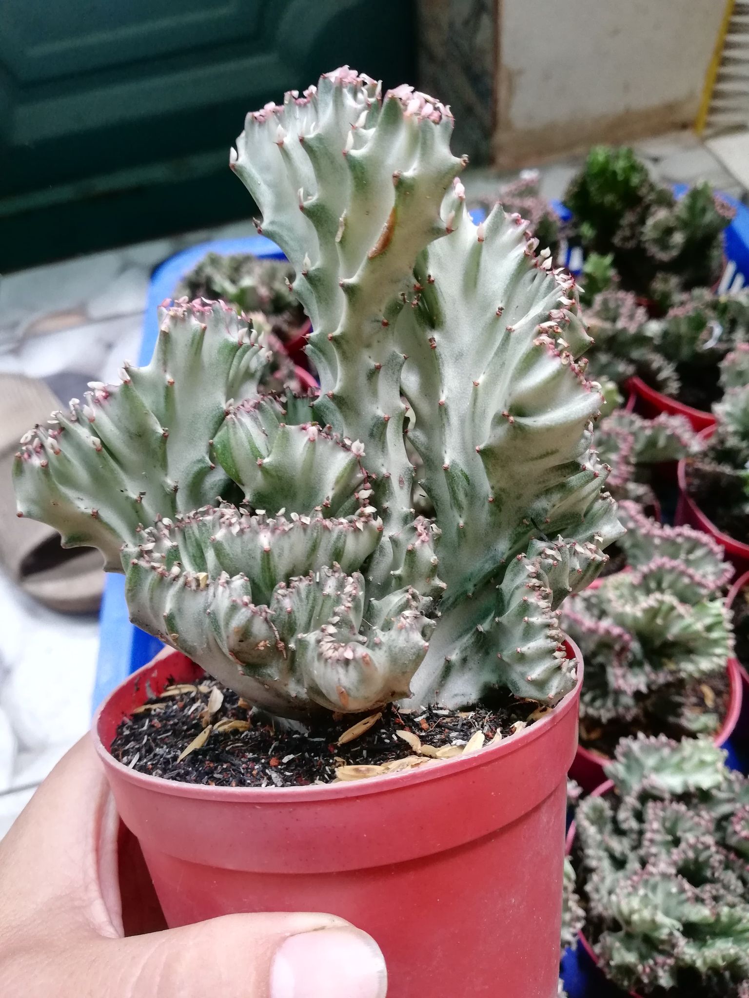 Xương rồng vạn lý trường thành
