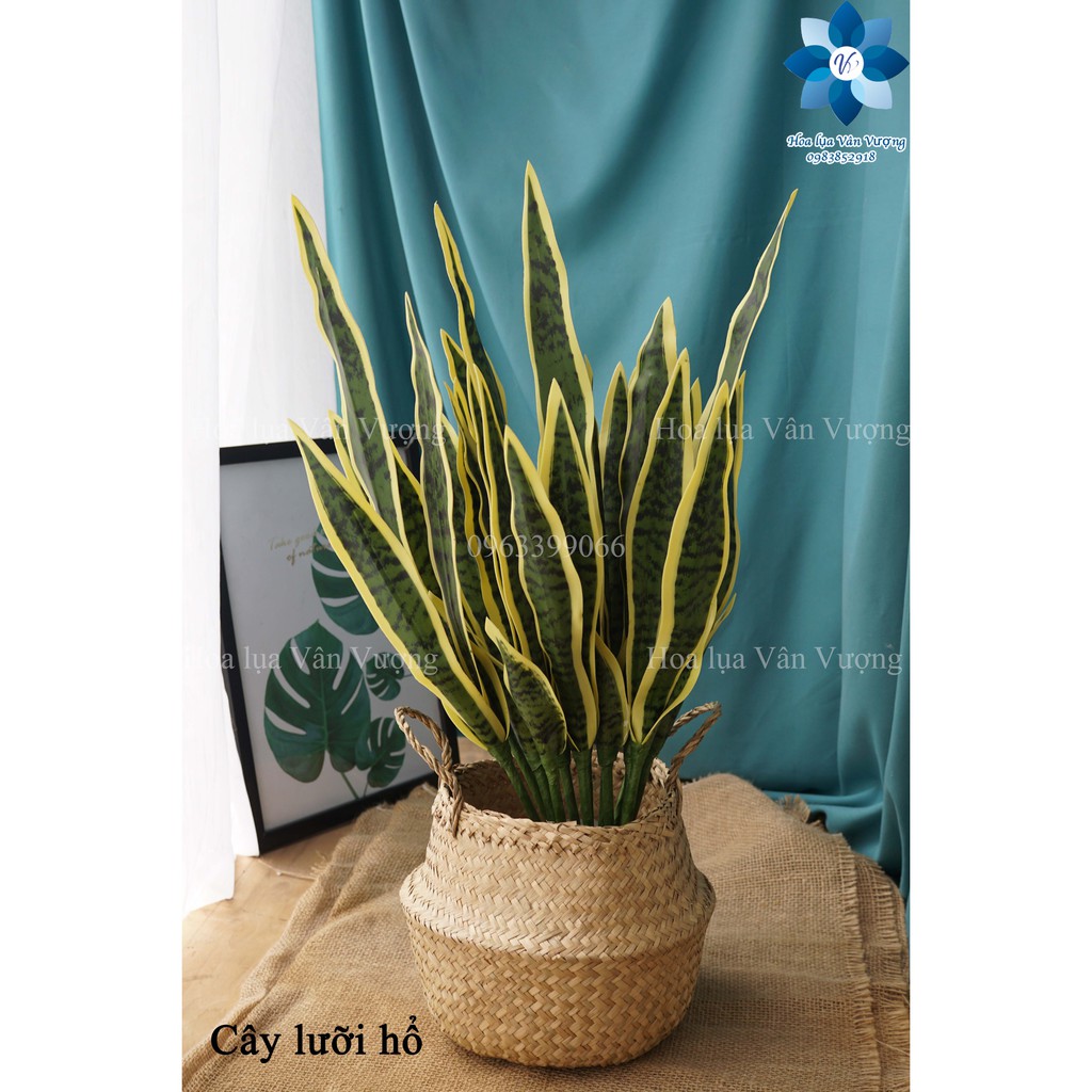 Cây Giả Cây Lưỡi Hổ Cao Su