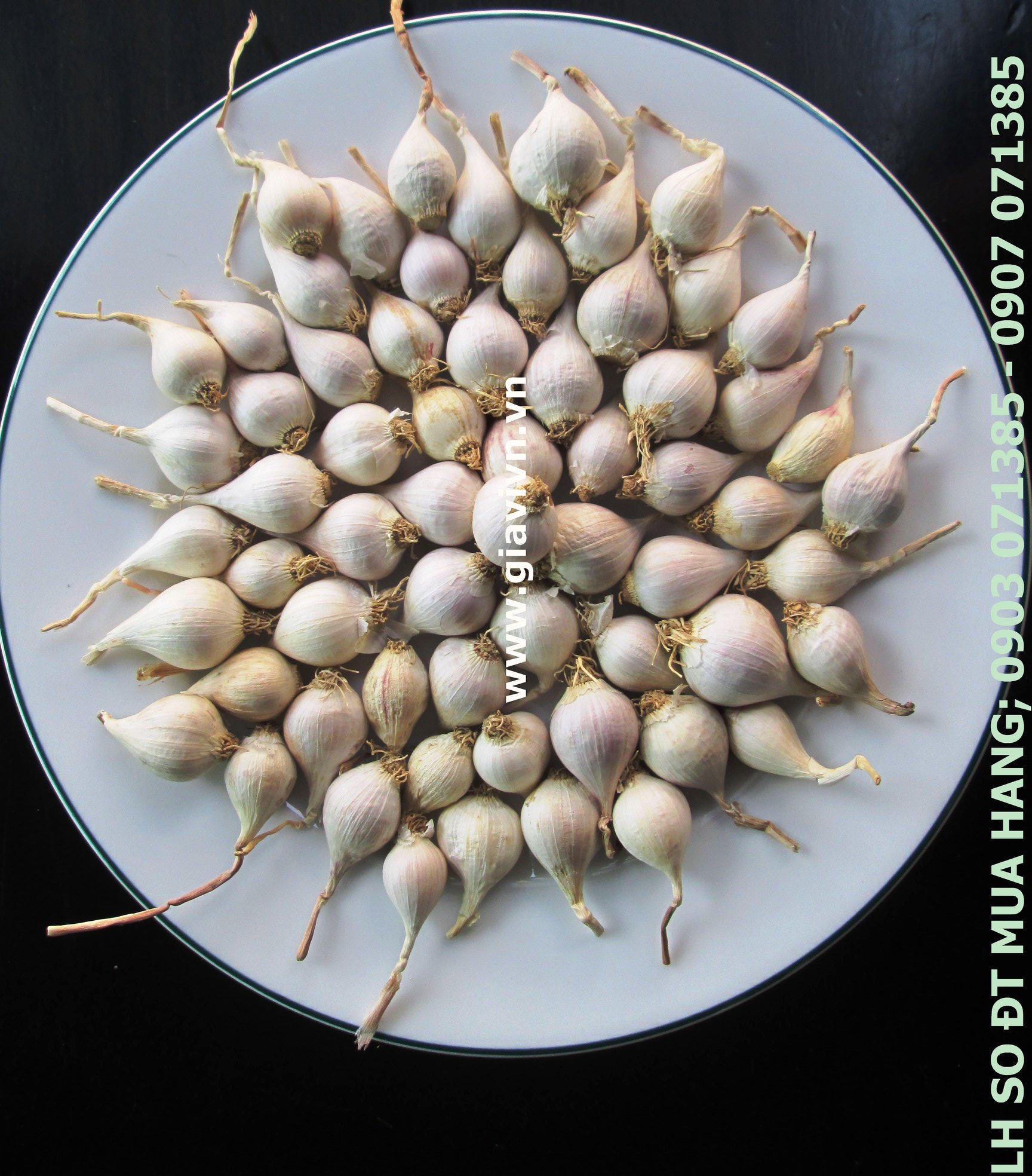 Tỏi Cô Đơn (Tỏi Một Tép) Đảo Lý Sơn. 100gram
