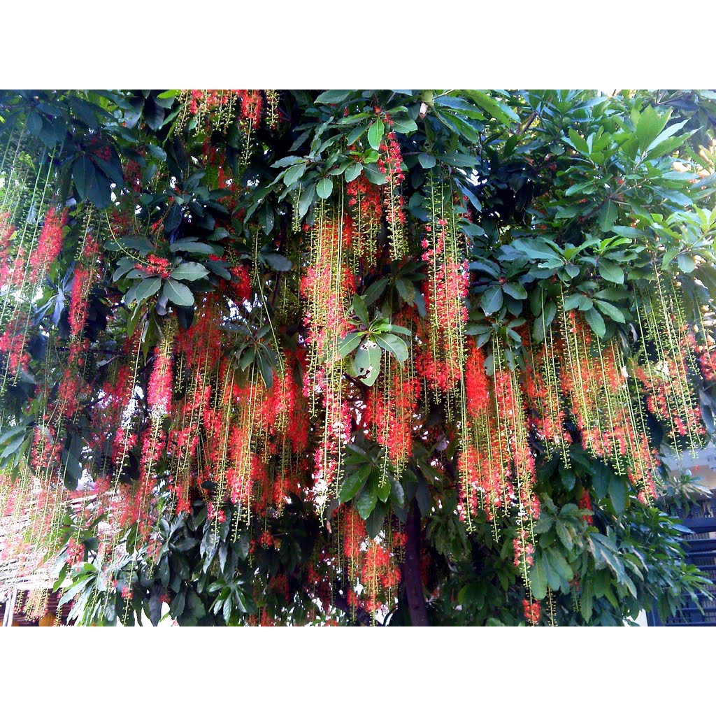 CÂY GIỐNG CÂY LỘC VỪNG