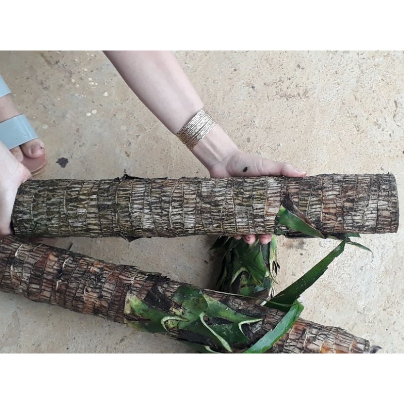 khúc thiết mộc lan lá xanh[ khúc giống]