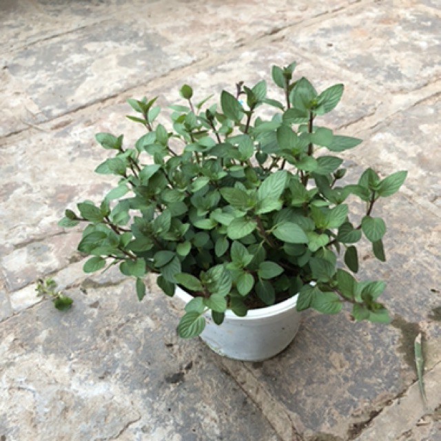 Cây Bạc Hà Chocolate Mint