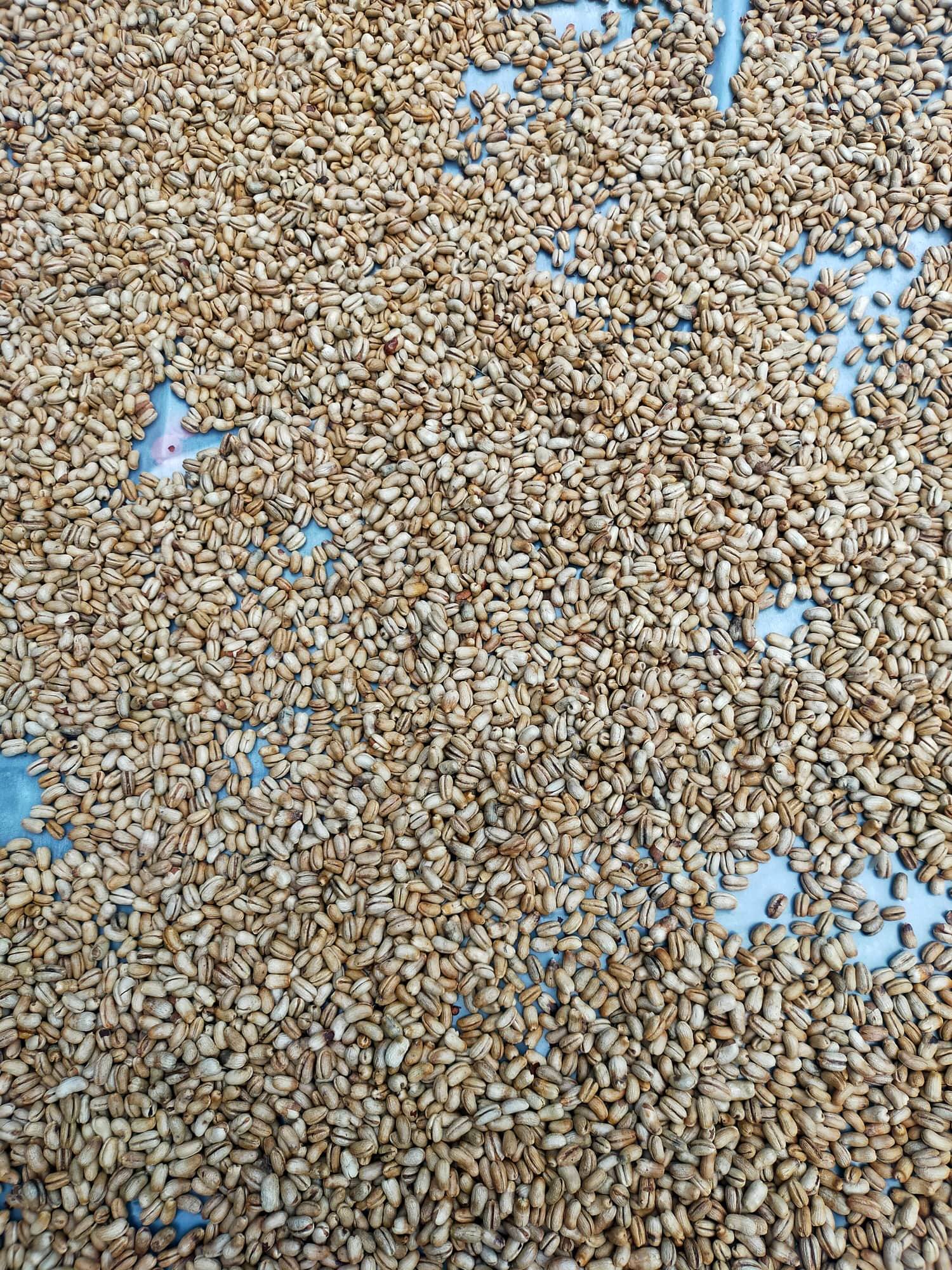Hạt giống chà là cảnh, chà là kiểng - 100 gram