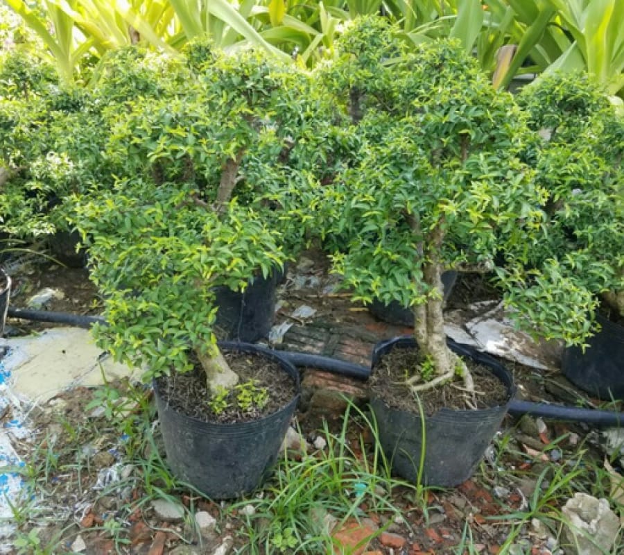 CHẬU CÂY MAI CHIẾU THỦY (MAI TRẤN THỦY, MAI TRÚC THỦY ) VƯỢNG PHONG THỦY
