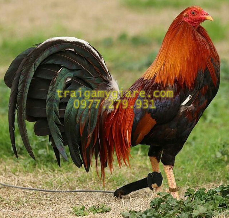 10 trứng gà Asil Mỹ