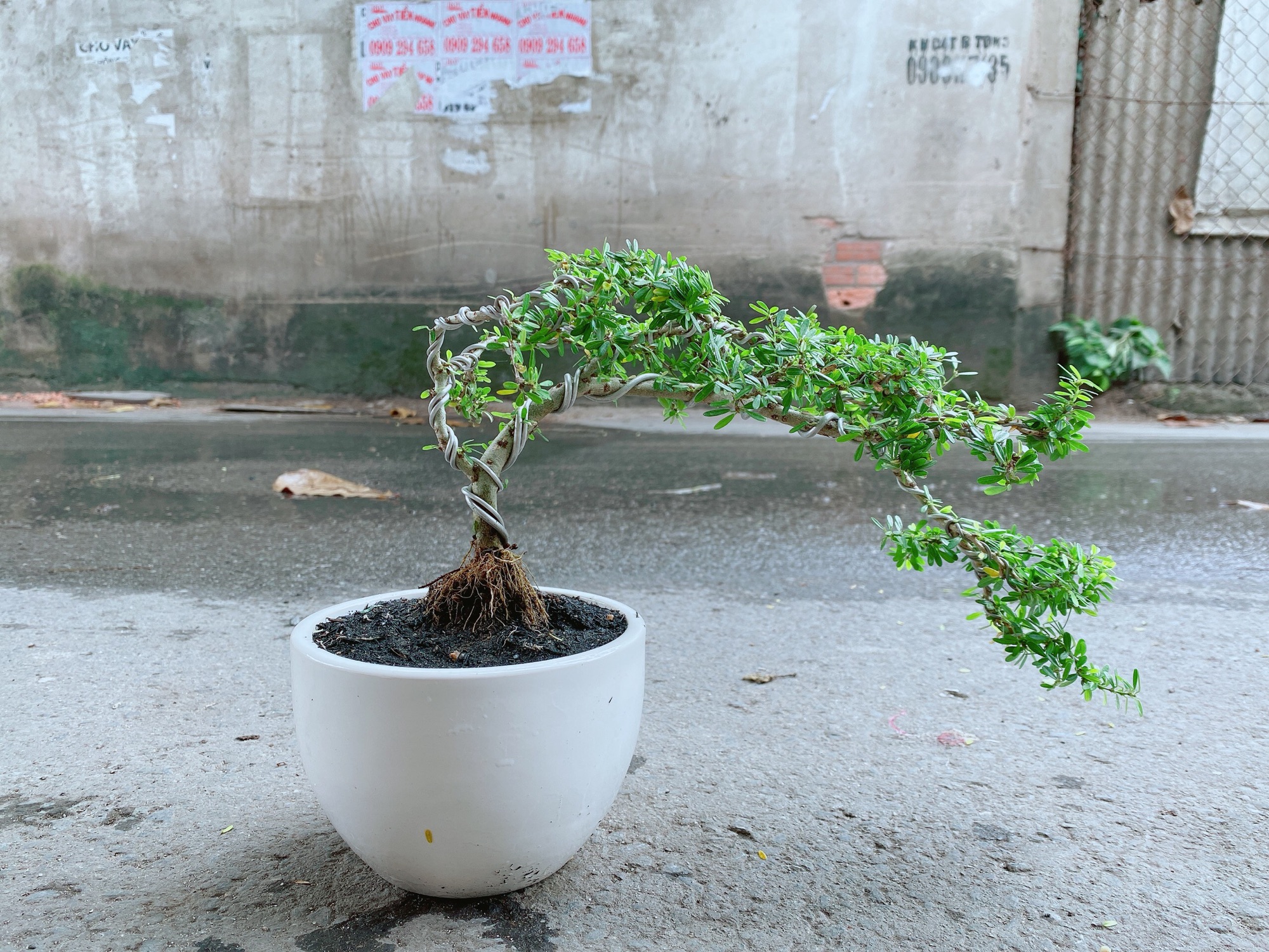 Chậu Linh Sam Bonsai