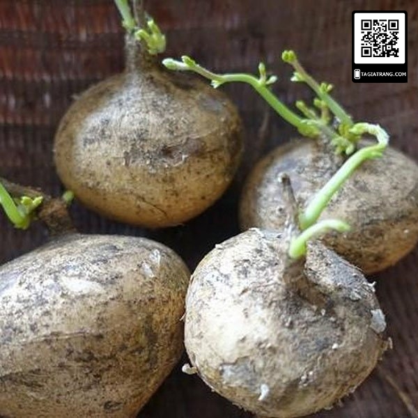 Hạt giống củ đậu (củ sắn) - Gói 5g