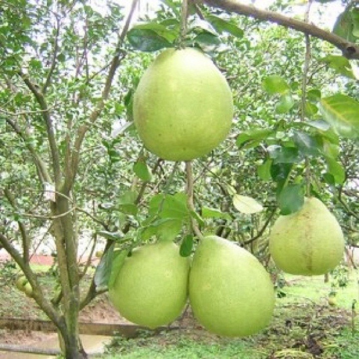 3 cây giống bưởi đương siêu ngọt - C010