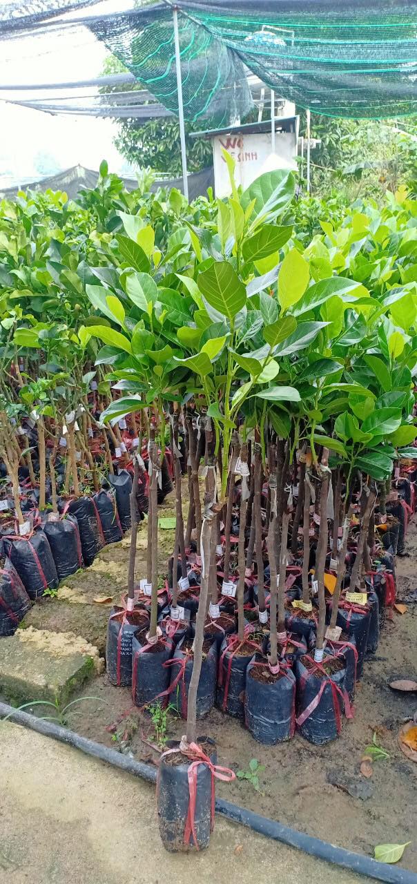 Cây MÍT RUỘT ĐỎ ghép, siêu quả thơm