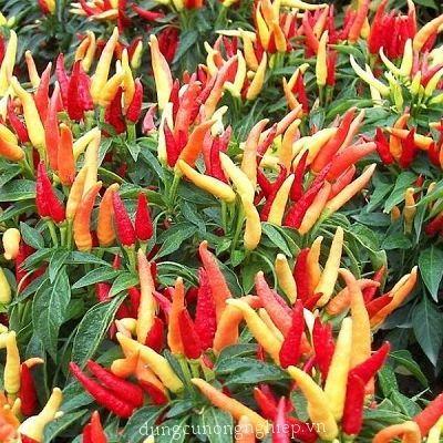 Hạt giống ớt chỉ thiên (gói 60 hạt)