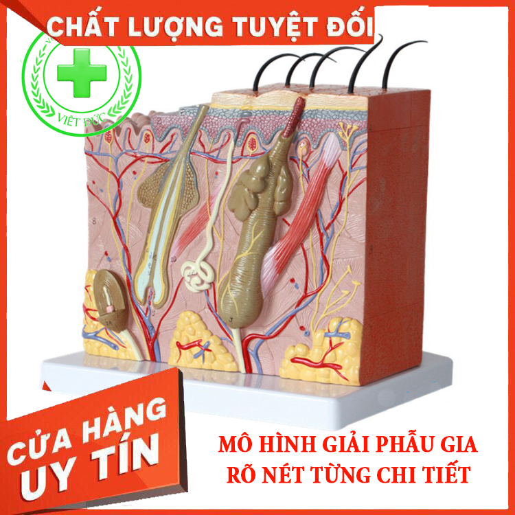 Mô hình da - Mô hình gia người