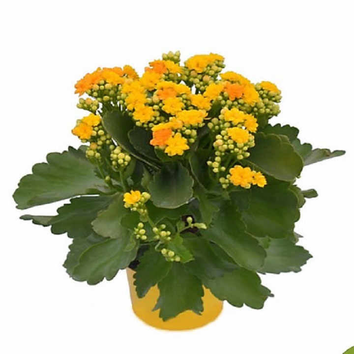 Cây sống đời ( hoa bỏng cánh kép đủ màu)