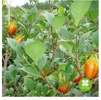 Hạt dành dành (gói 1kg) - DTX132