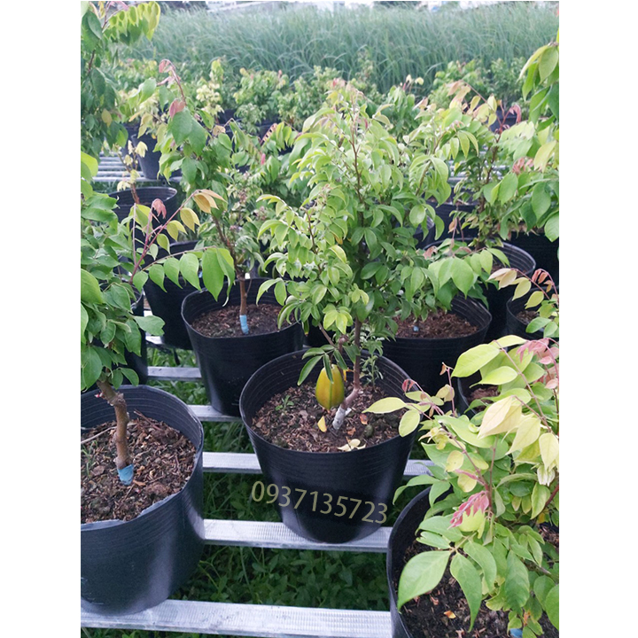 Cây khế ghép trái chua ngọt cao từ 25-40 cm
