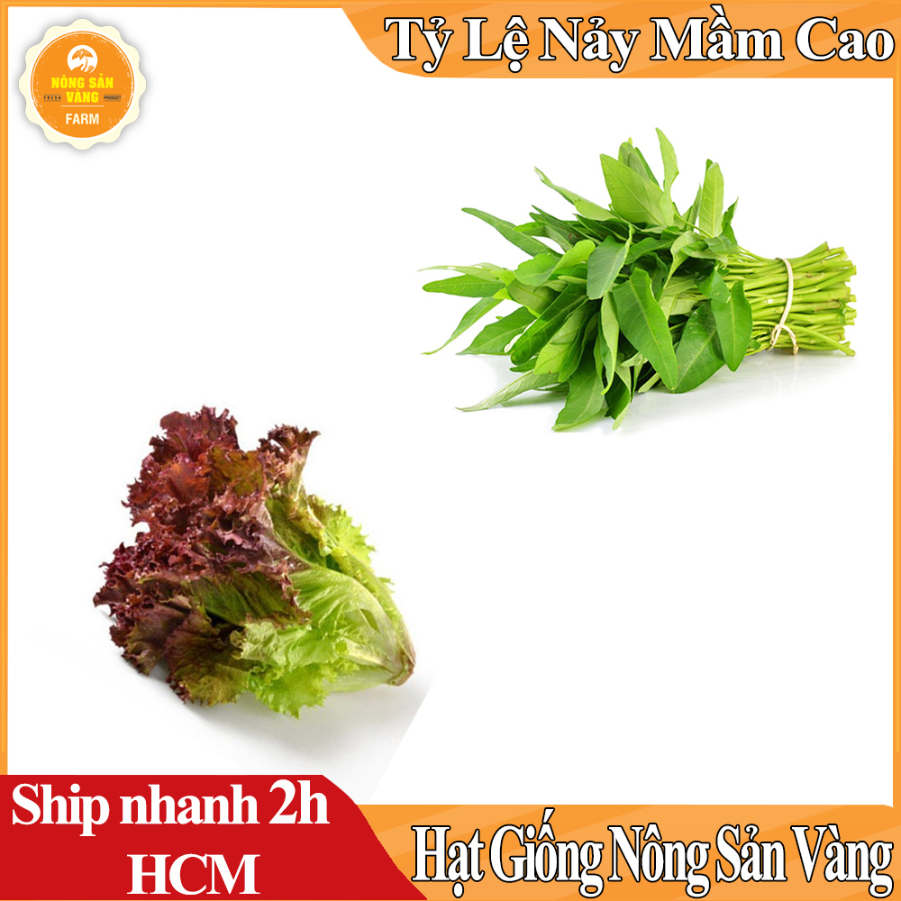 Combo 2 vegetable seeds (Morning Glory bamboo leaf-salad vegetables purple) plant Growth grow healthy, disease resistance good, cultivated around five-shallow gold