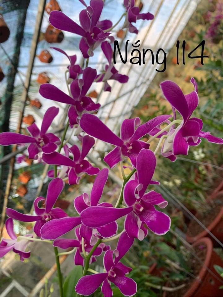 Hoa lan nắng 114