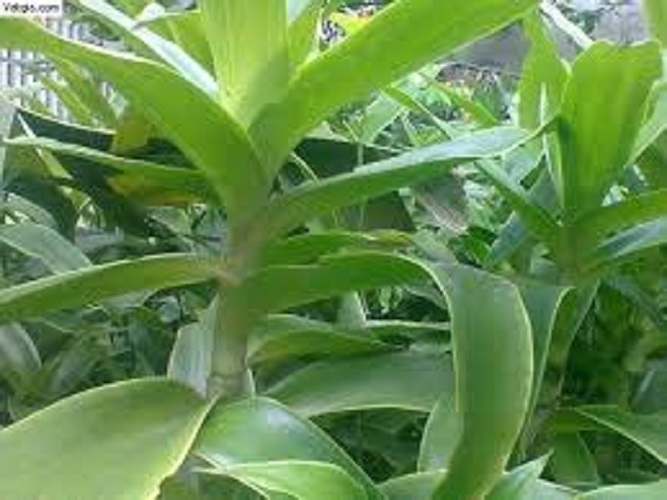 Cây lược vàng tươi và khô