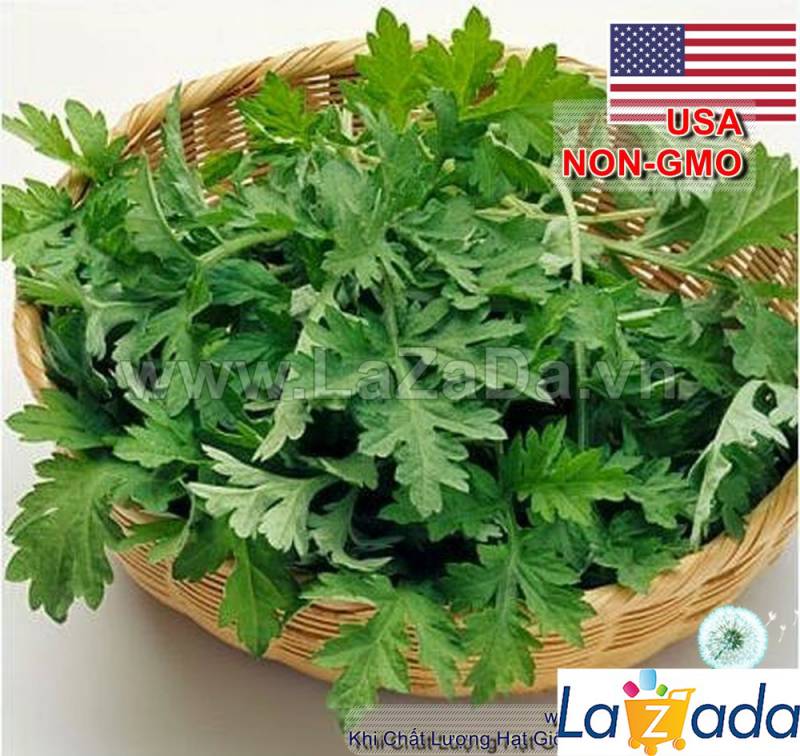 50h Hạt Giống Ngải Cứu Mugwort (| A4*W50*M301)