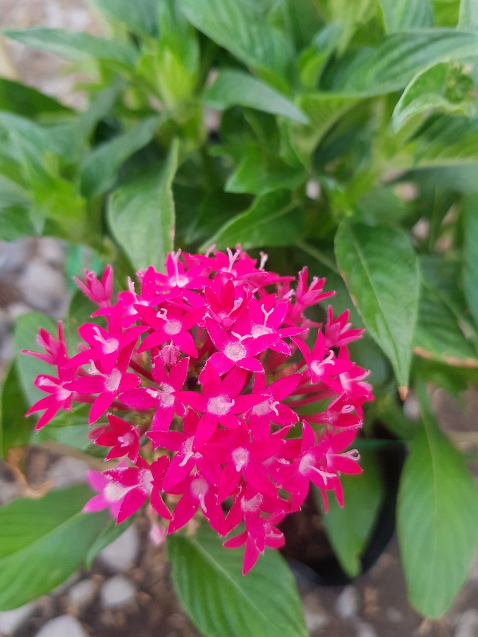 Cây Hoa Diễm Châu, Cao 20-30cm - Cây Cảnh Dễ Trồng, Dễ Chăm Sóc