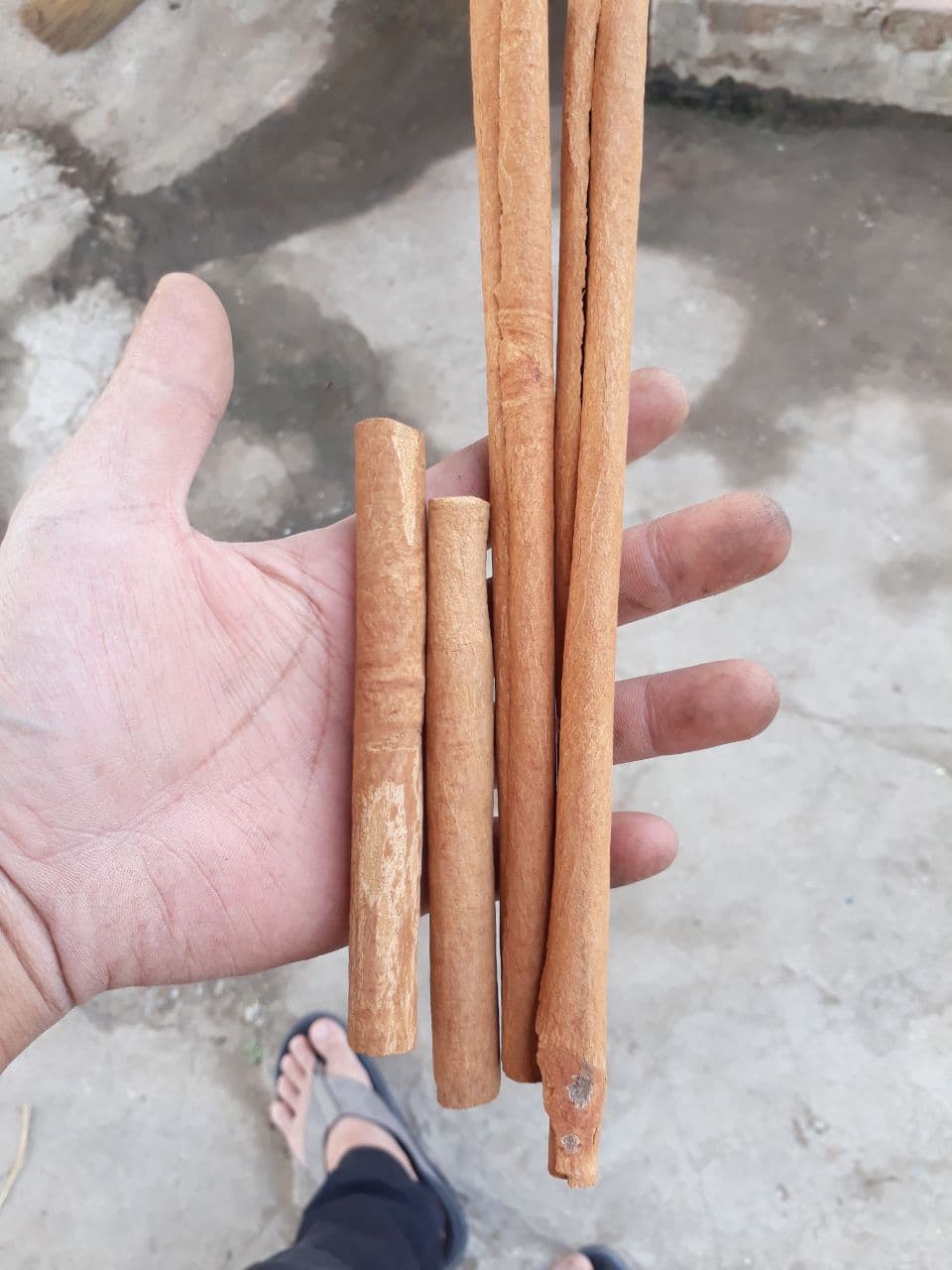 100gr quê thanh khô - trà quế thơm