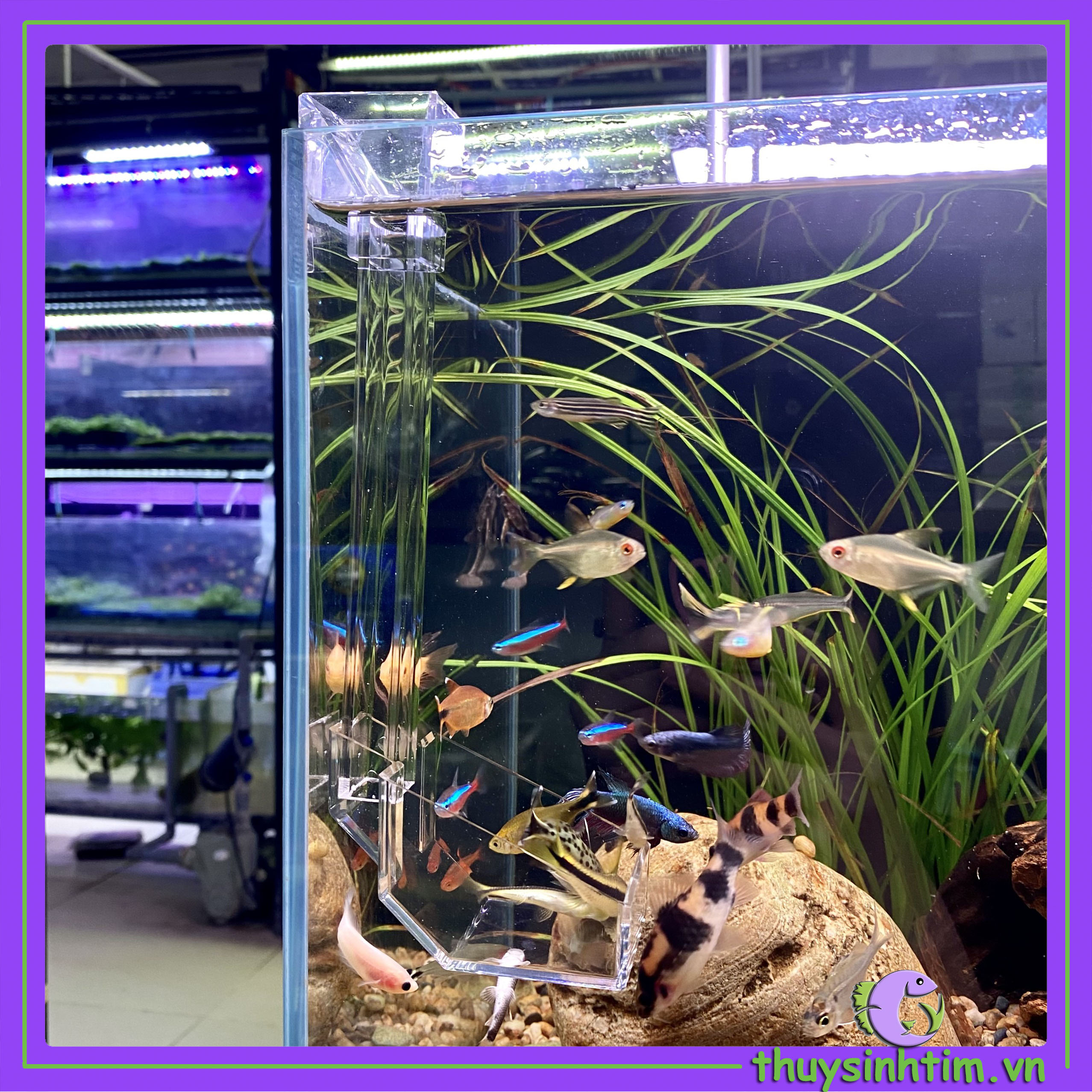 Bộ Ống Acrylic Đựng Thức Ăn Cho Cá Tép Cảnh