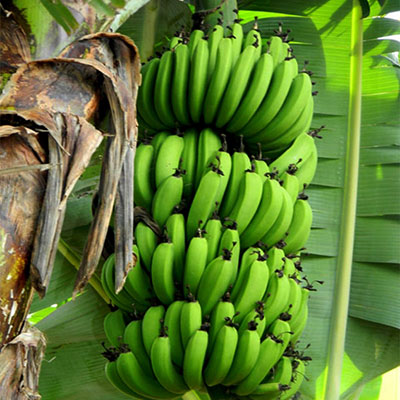 CÂY CHUỐI GIÀ LÙN NAM MỸ SIÊU QUẢ SIÊU KINH TẾ