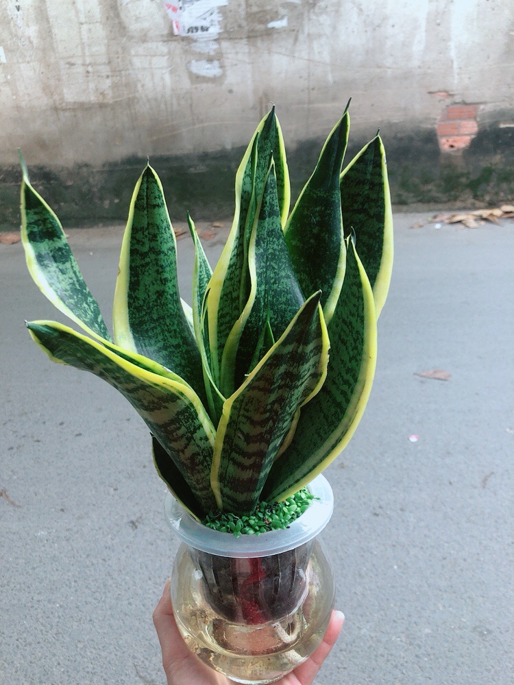 [HCM]Chậu Lưỡi Hổ Vàng Thuỷ Canh