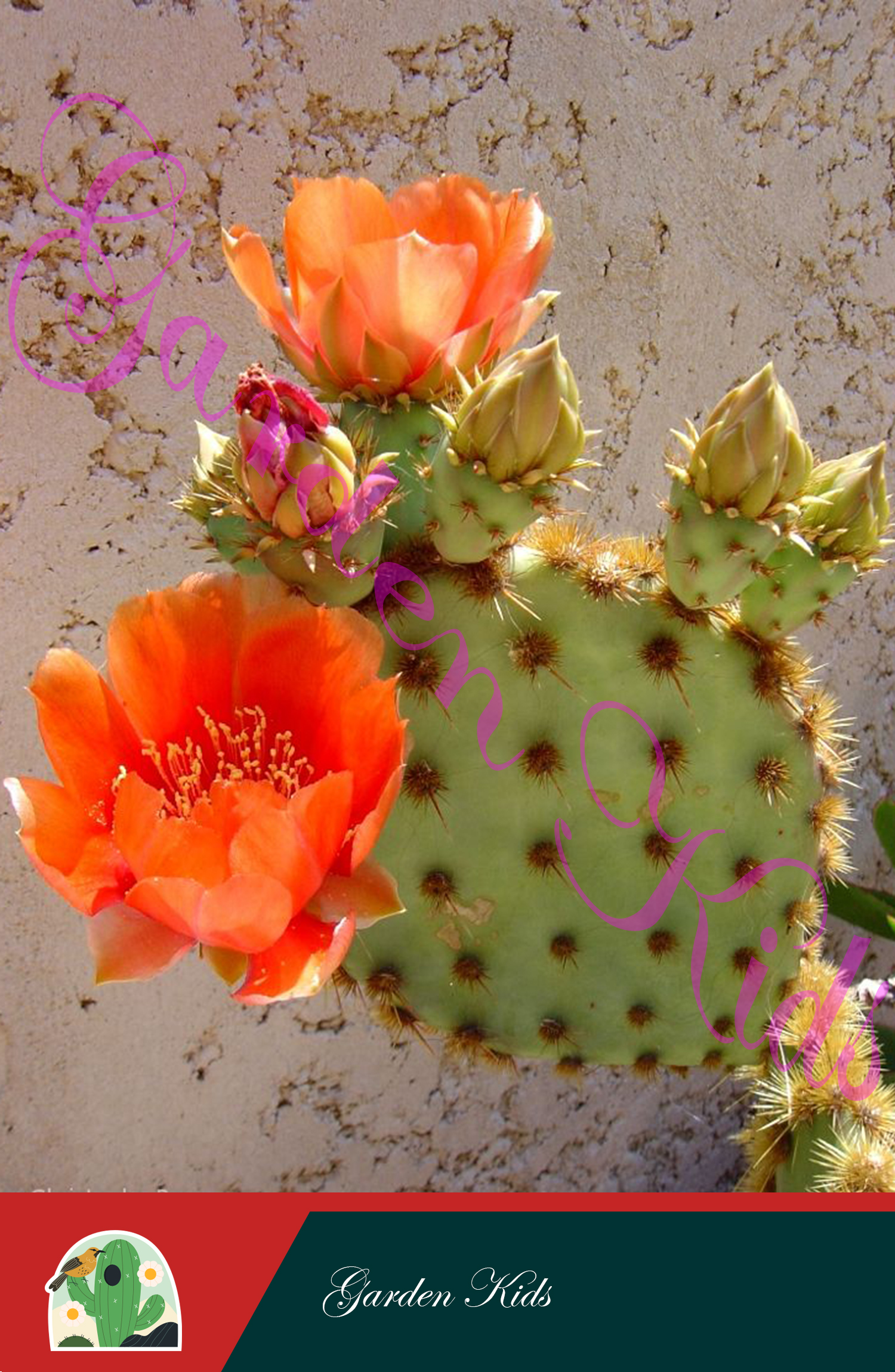 Xương rồng tai thỏ (Opuntia Aciculata)