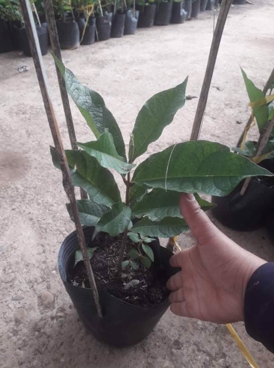 Hoa Leo Mai Xanh Thái Lan