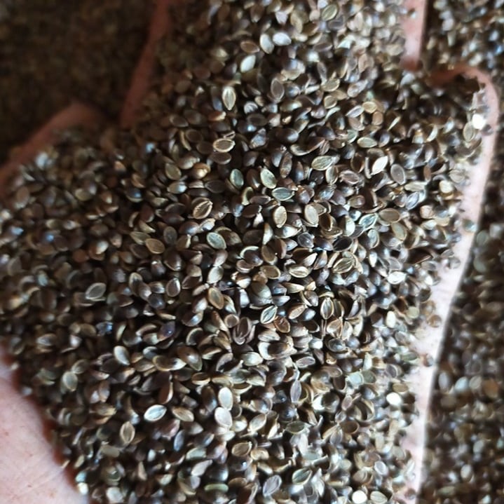 Hạt Giống Cỏ Paspalum - chịu ngập úng