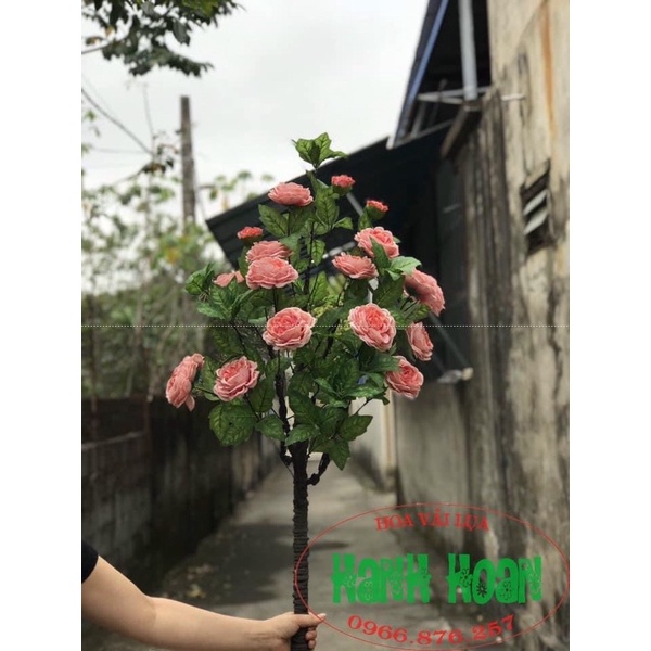 Cây hoa Trà Mộc Miên 1m cao cấp - Cây hoa trang trí