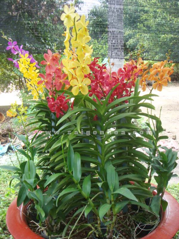 CÂY GIỐNG LAN MOKARA ĐỦ MÀU HÀNG THÁI LAN