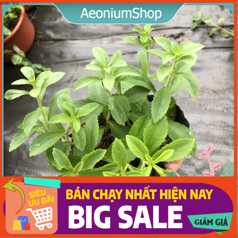 Cây cỏ ngọt - cỏ lạc