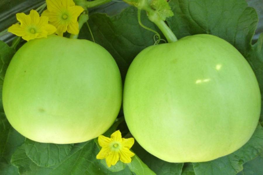 Gói 0.5g hạt giống dưa lê siêu ngọt F1